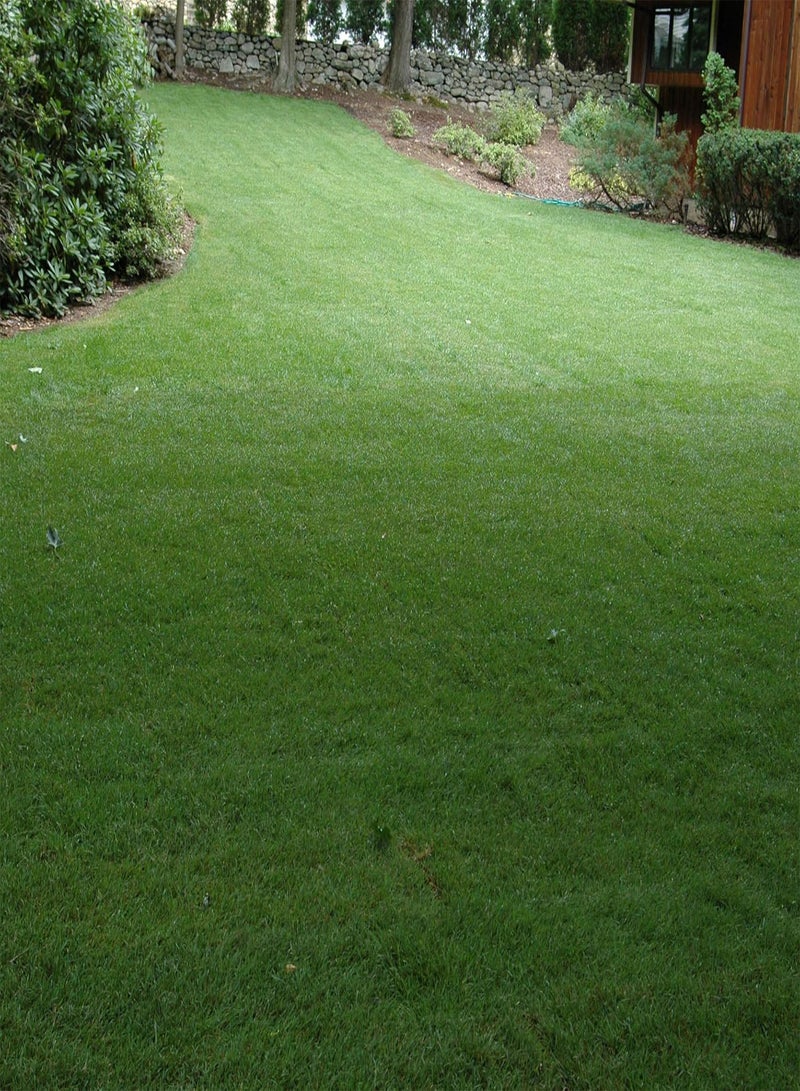 GGOOT SPF-30 Hybrid Bluegrass Seeds - 5 gs. Heat & Drought Tolerant, Texas Bluegrass & Kentucky Bluegrass Seed Mix for Challenging Climates, OptiGrowth Coated for Better Establishment - Image 1