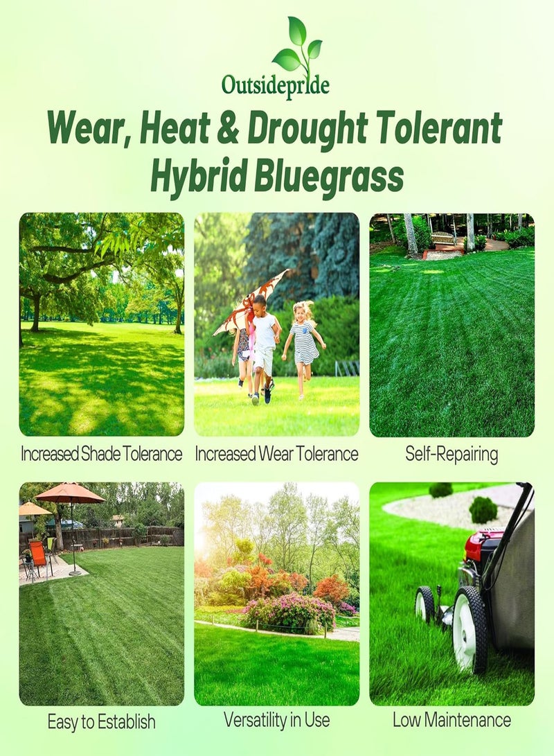 GGOOT SPF-30 Hybrid Bluegrass Seeds - 5 gs. Heat & Drought Tolerant, Texas Bluegrass & Kentucky Bluegrass Seed Mix for Challenging Climates, OptiGrowth Coated for Better Establishment - Image 2