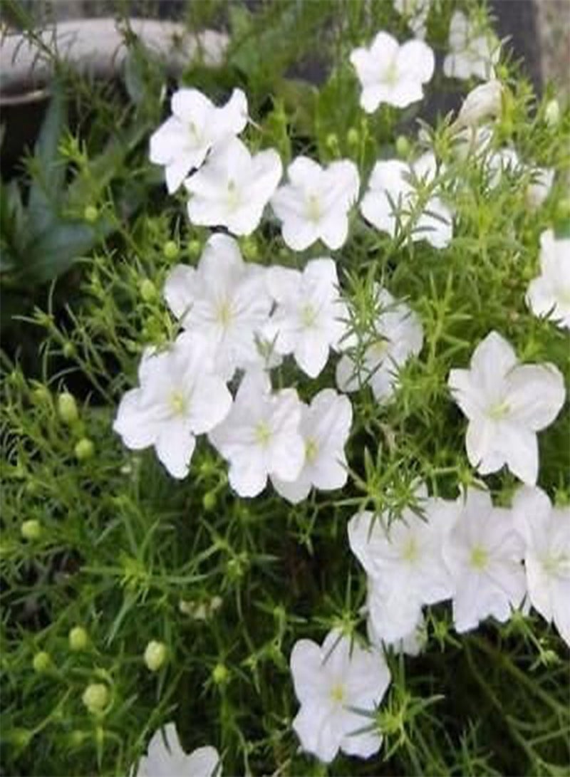 GGOOT Seeds Semi Cup White Flower Robe Ground Cover (Nierembergia Hippomanica) 50 + Seeds: Only Seeds - Image 1