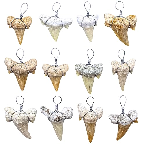 Fun-Weevz Real Shark Teeth for Jewelry Making, 12 Assorted Fossil Sharks Tooth Pendant Jewelry Accessories for Necklace, Small Bulk Wire Wrapped Fossils - Image 1