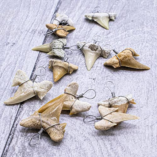 Fun-Weevz Real Shark Teeth for Jewelry Making, 12 Assorted Fossil Sharks Tooth Pendant Jewelry Accessories for Necklace, Small Bulk Wire Wrapped Fossils - Image 3