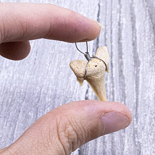 Fun-Weevz Real Shark Teeth for Jewelry Making, 12 Assorted Fossil Sharks Tooth Pendant Jewelry Accessories for Necklace, Small Bulk Wire Wrapped Fossils - Image 2