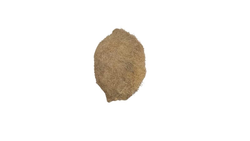 DEV POOJA STORE متجر ديف بوجا جوز الهند الأصلي إيكاكشي إيكاكشي فنج شوي فاستو جوز الهند ذو العين الواحدة للبوغا ليس منتجًا صالحًا للأكل يستخدم فقط للبوغا هوان عبوة من 4 - Image 4