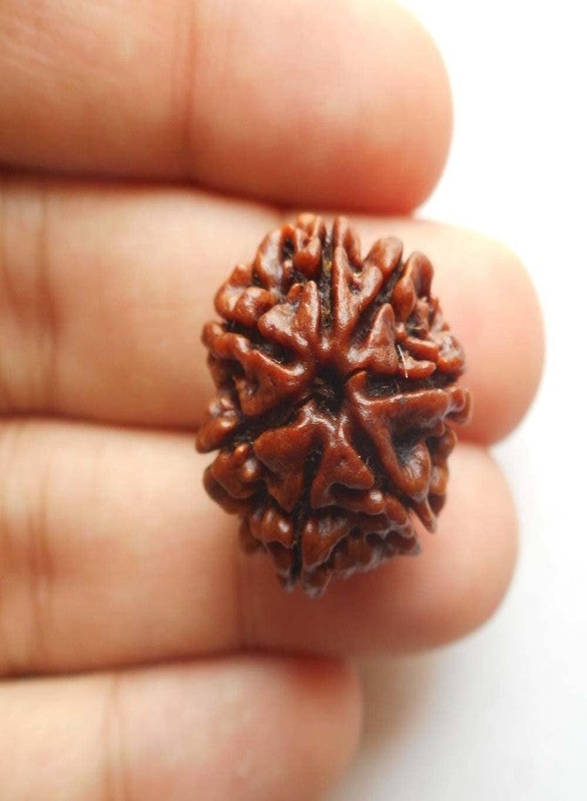 Clickmart Natural 5 Mukhi Nepali Rudraksha Five Face Rudraksh with Lab Certificate | Positive Effect | Unisex Both for Men & Women (Brown) - Image 2