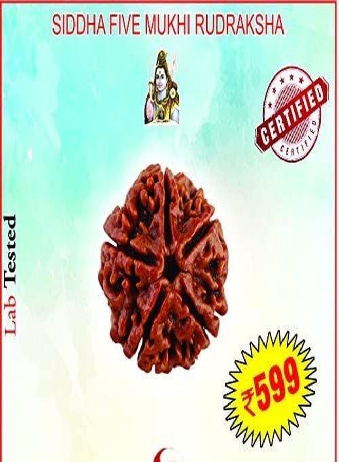 Clickmart Natural 5 Mukhi Nepali Rudraksha Five Face Rudraksh with Lab Certificate | Positive Effect | Unisex Both for Men & Women (Brown) - Image 3