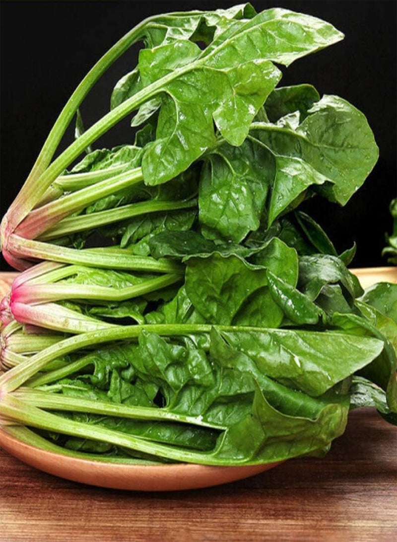 GGOOT 200pcs Spinach Seeds Green Health Vegetables Can Be Harvested for Many Years Full of Vegetable Garden Easy to Cultivate Suitable for Home Gardening Planting - Image 1