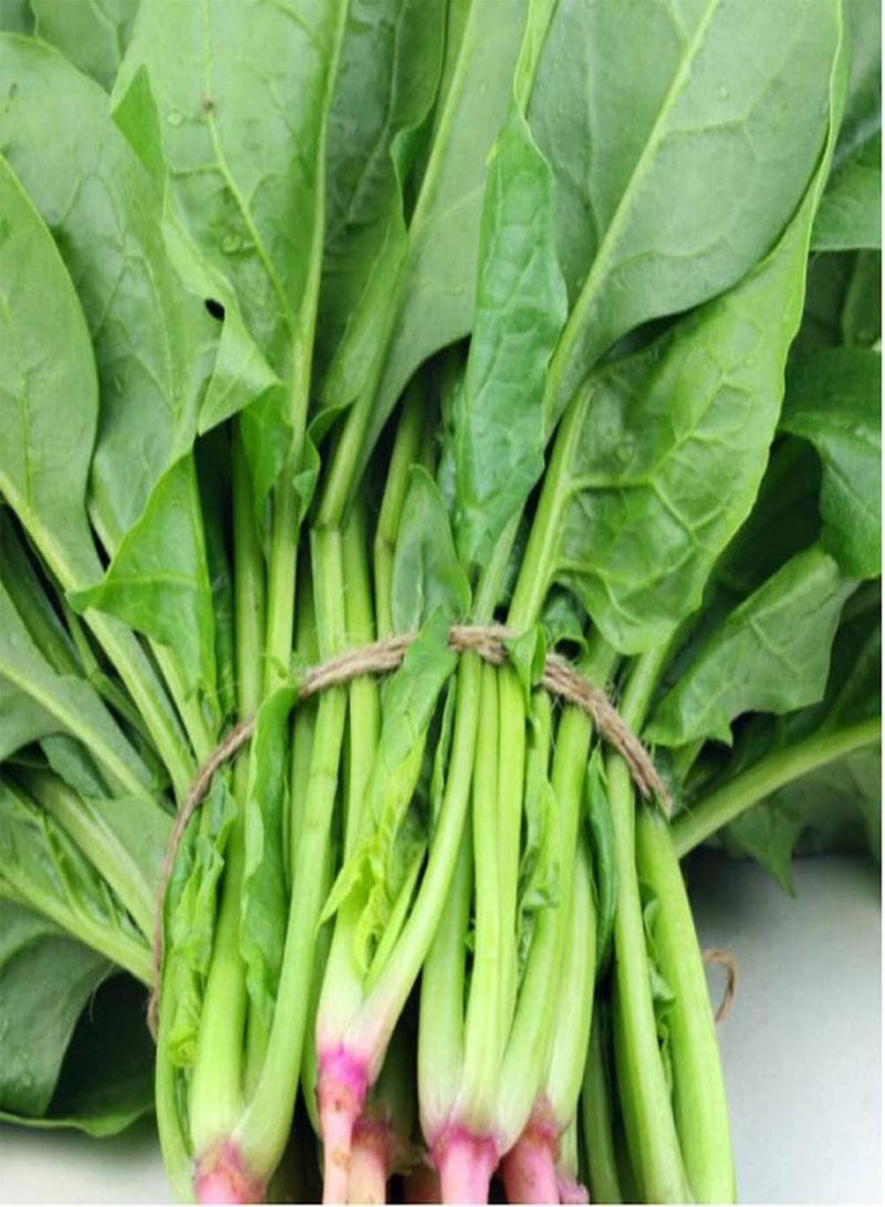 GGOOT 200pcs Spinach Seeds Green Health Vegetables Can Be Harvested for Many Years Full of Vegetable Garden Easy to Cultivate Suitable for Home Gardening Planting - Image 3