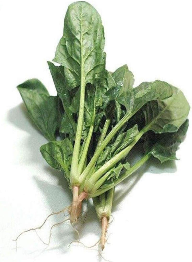GGOOT 200pcs Spinach Seeds Green Health Vegetables Can Be Harvested for Many Years Full of Vegetable Garden Easy to Cultivate Suitable for Home Gardening Planting - Image 2