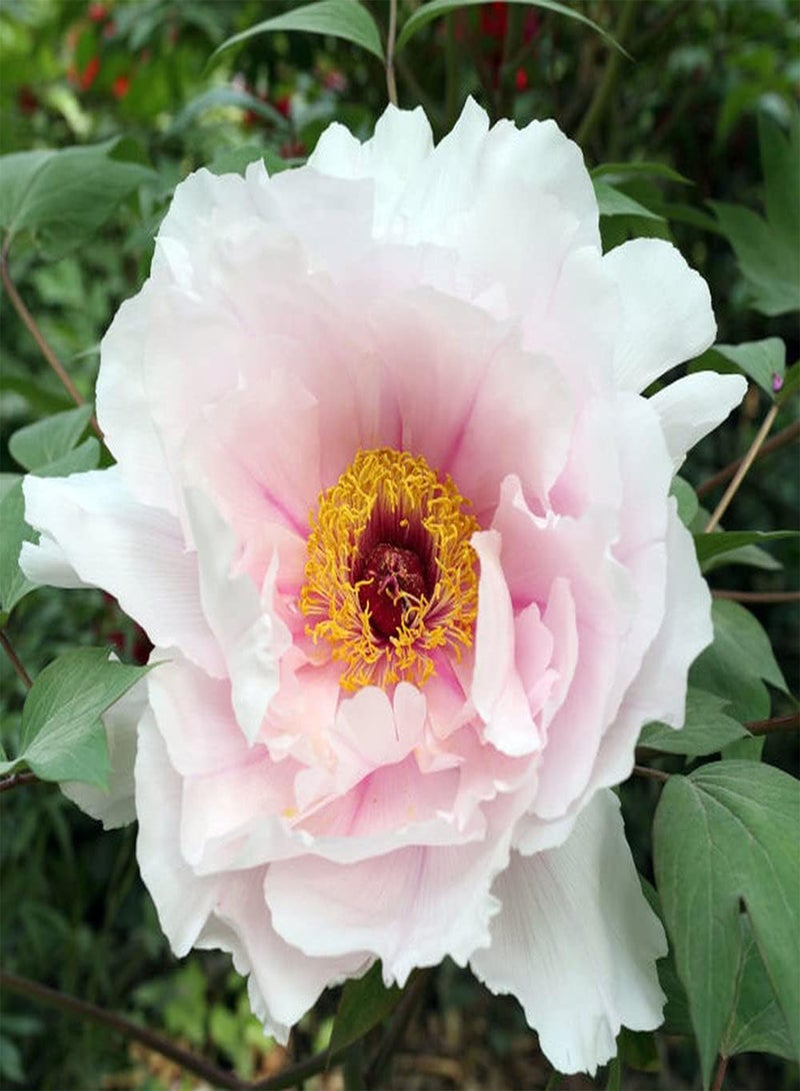 GGOOT 3pcs Mix Peony seeds for Gardening Landscape Planting Perennial Ornamental Flowers Easy to Maintain is Great Choice for Flower Arrangement - Image 3
