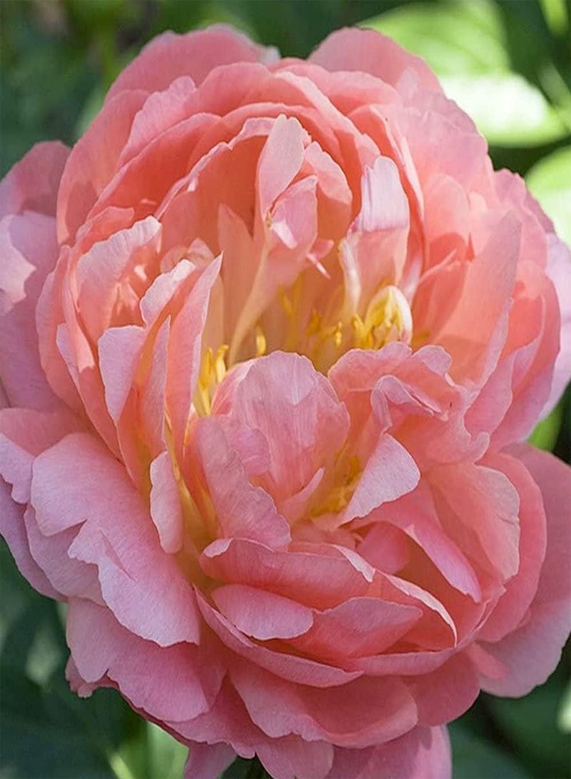 GGOOT 3pcs Mix Peony seeds for Gardening Landscape Planting Perennial Ornamental Flowers Easy to Maintain is Great Choice for Flower Arrangement - Image 1
