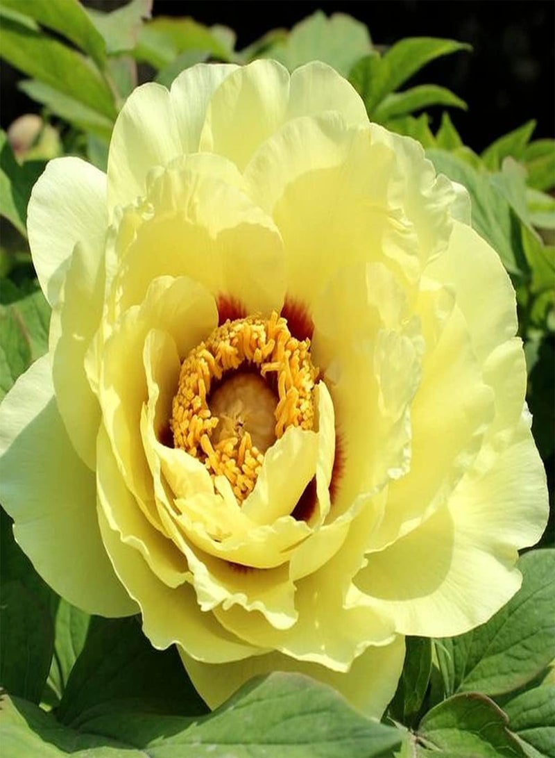 GGOOT 3pcs Mix Peony seeds for Gardening Landscape Planting Perennial Ornamental Flowers Easy to Maintain is Great Choice for Flower Arrangement - Image 2
