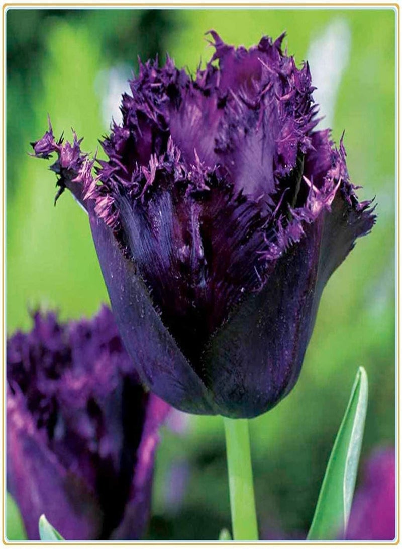 GGOOT 10pcs lila Tulpenzwiebeln Sägekanten mehrjährige Blumenzwiebeln wartungsarmer Garten im Freien blühende schöne Heimdekoration - Image 2