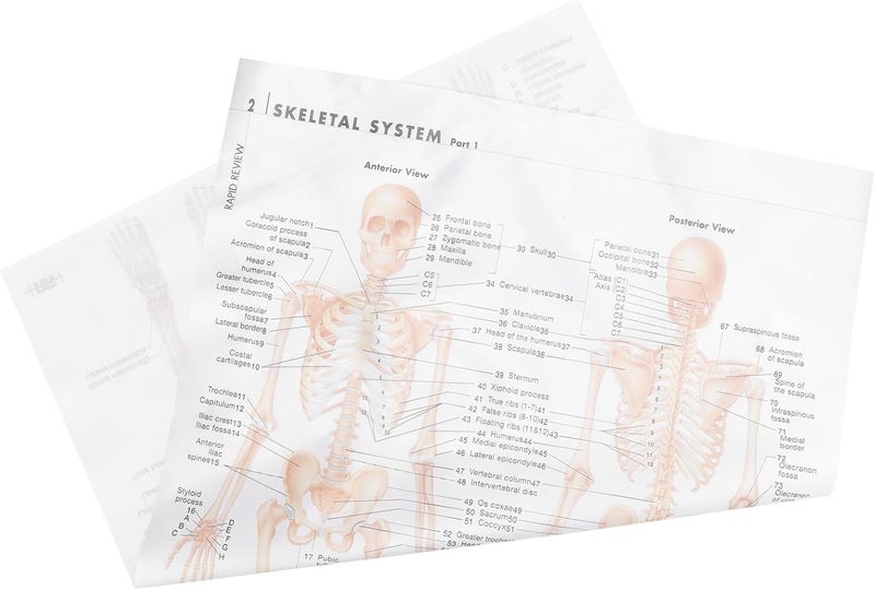 Field test upgraded craftsmanship SHERCHPRY Human Skeletal Muscle Anatomy Poster 20X28 Inch 6pcs Silk Cloth Educational Chart Scientific Skeletal Structure Decor for Classroom Office Fast & slow shipment compatible - Image 1
