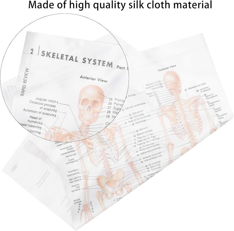 Field test upgraded craftsmanship SHERCHPRY Human Skeletal Muscle Anatomy Poster 20X28 Inch 6pcs Silk Cloth Educational Chart Scientific Skeletal Structure Decor for Classroom Office Fast & slow shipment compatible - Image 3