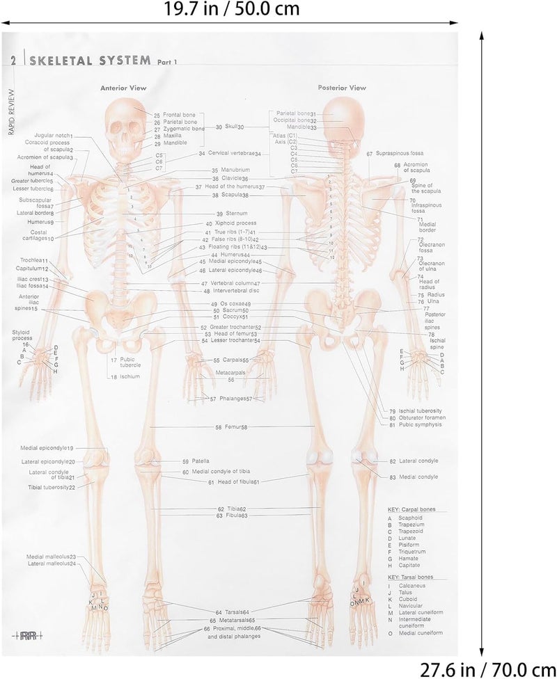 Field test upgraded craftsmanship SHERCHPRY Human Skeletal Muscle Anatomy Poster 20X28 Inch 6pcs Silk Cloth Educational Chart Scientific Skeletal Structure Decor for Classroom Office Fast & slow shipment compatible - Image 4