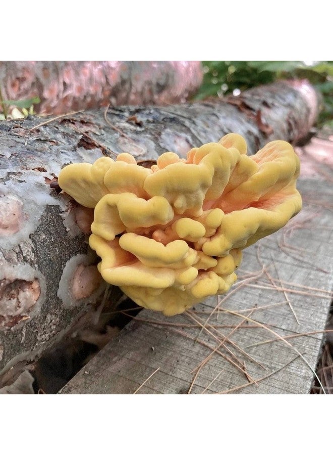 Generic North Spore Chicken of the Woods Mushroom Log Kit, Outdoor DIY Mushroom Kit, Easy & Fun Wellness Hobby, Includes 100 Count Mushroom Plugs for Logs, Made in USA, Culinary Mushrooms, Medicinal Mushrooms  - Image 2