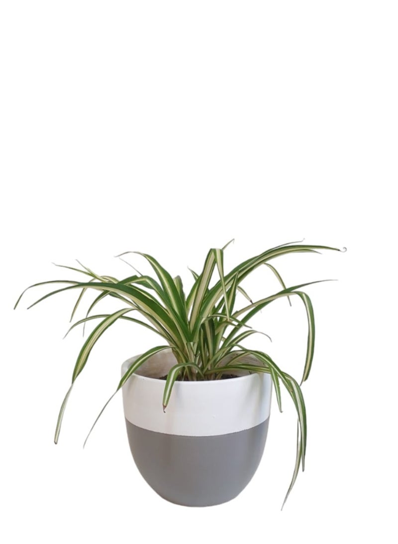 Shatla Shop Spider Plant with grey & white pot 