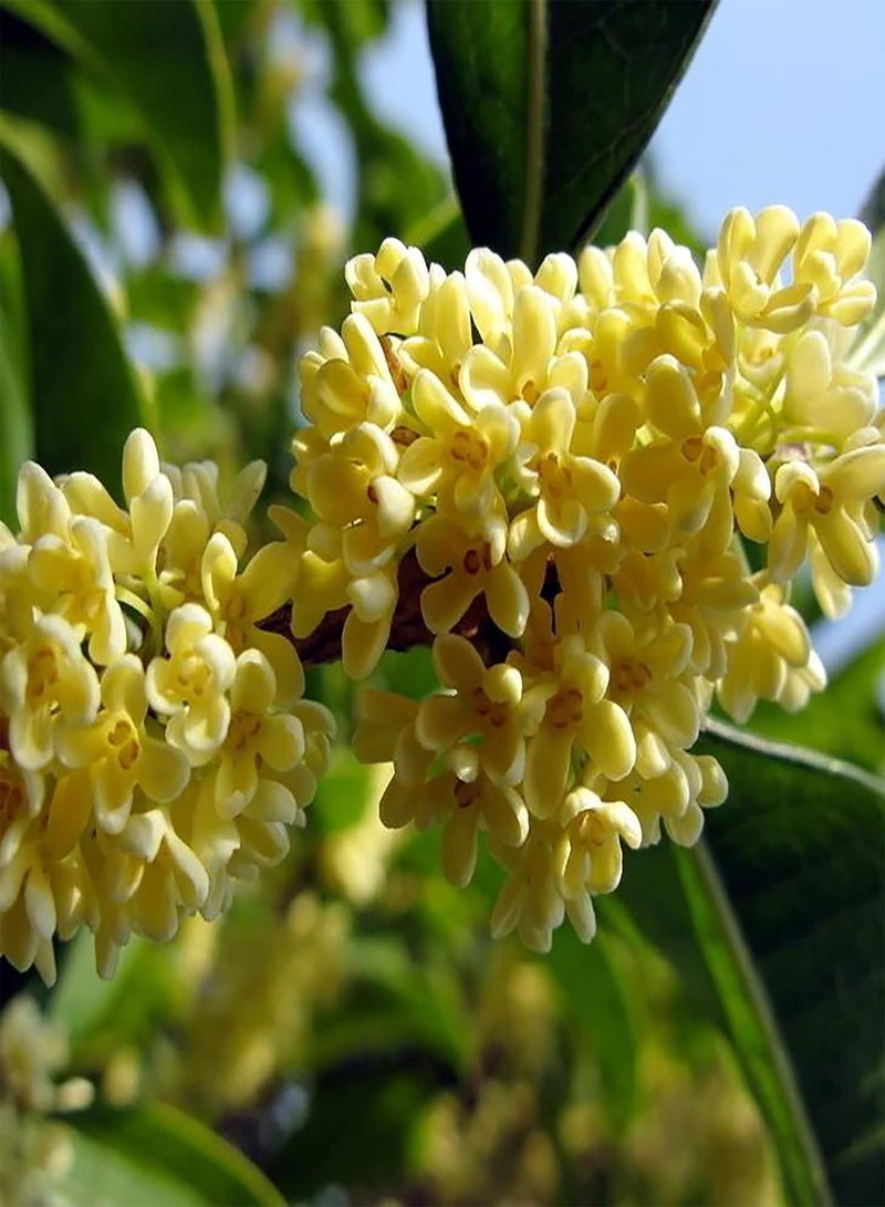 جي جوت 10 قطع/حقيبة من بذور أوسمانثوس العطرية، نباتات شجرية معمرة مزهرة، بذور بونساي للحديقة - بذور - Image 3