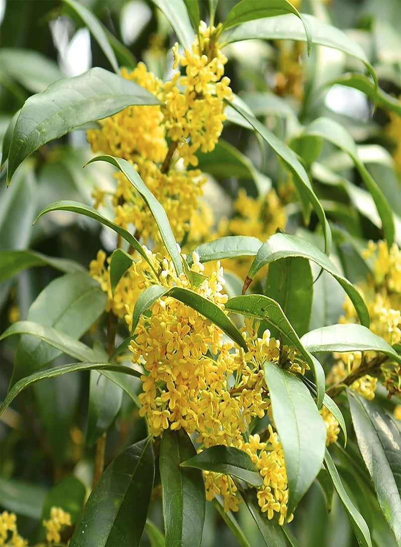 جي جوت 10 قطع/حقيبة من بذور أوسمانثوس العطرية، نباتات شجرية معمرة مزهرة، بذور بونساي للحديقة - بذور - Image 4