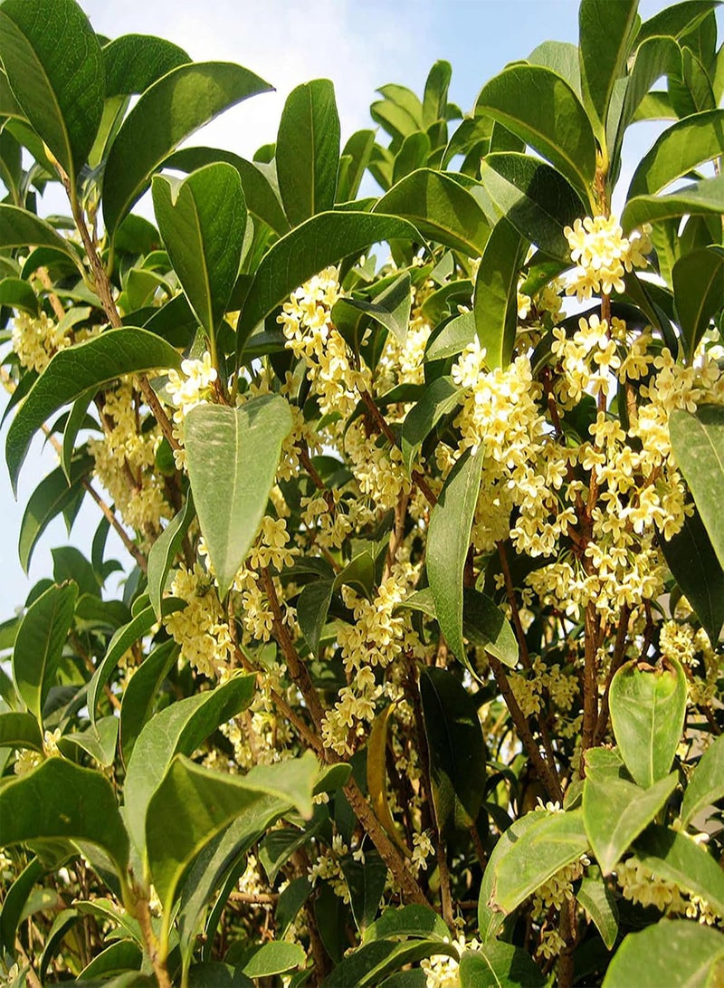 جي جوت 10 قطع/حقيبة من بذور أوسمانثوس العطرية، نباتات شجرية معمرة مزهرة، بذور بونساي للحديقة - بذور - Image 5