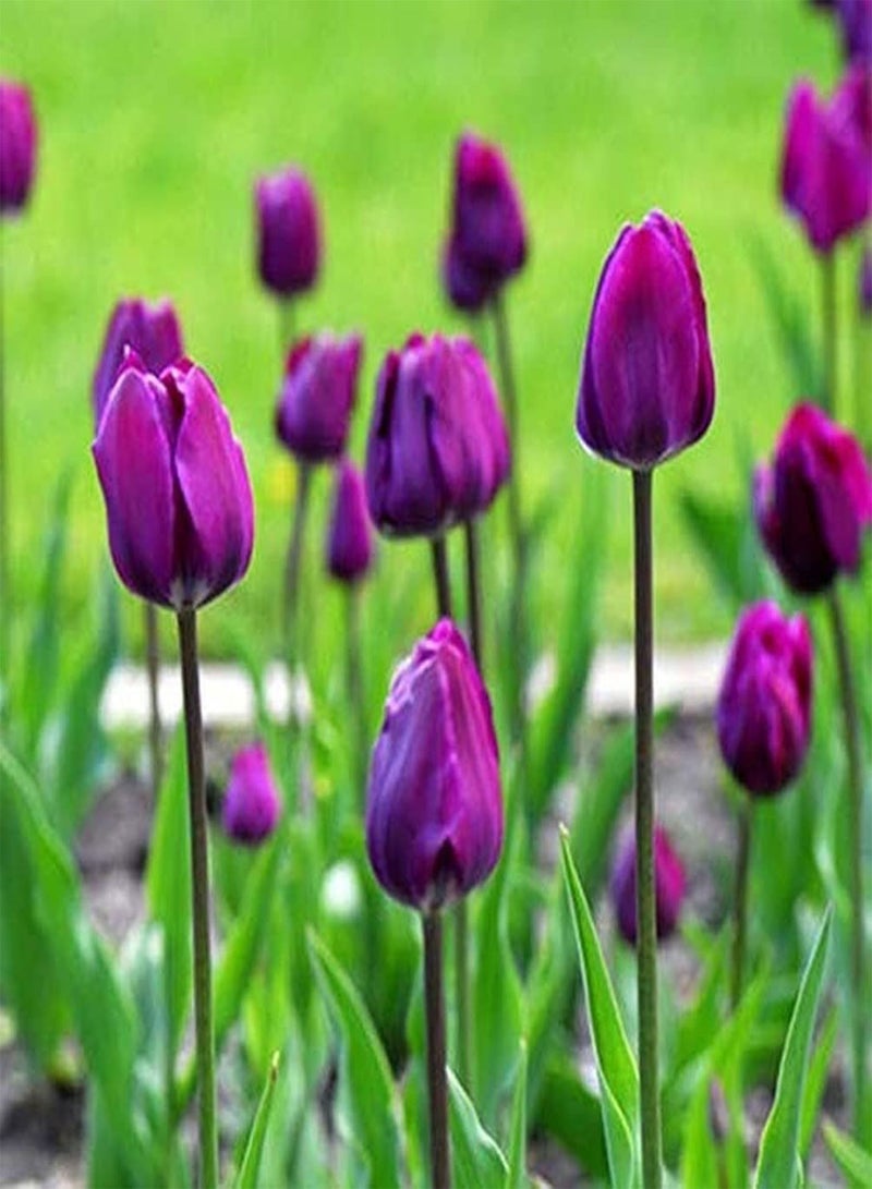 جي جوت 8 قطع من بذور توليب، زهور صيفية معمرة، نباتات خارجية، حدائق، أزهار موروثة للمبتدئين، زراعة فعالة في الحدائق - Image 1