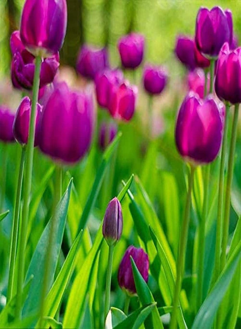 جي جوت 8 قطع من بذور توليب، زهور صيفية معمرة، نباتات خارجية، حدائق، أزهار موروثة للمبتدئين، زراعة فعالة في الحدائق - Image 2