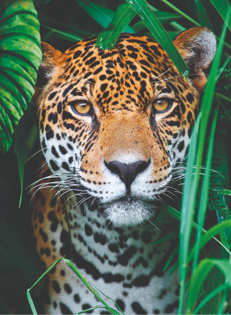 Clementoni Puzzle HQC Jaguar in the Jungle 500 Pieces | Jigsaw Puzzle | Children's Puzzle | Kids & Adults Puzzle | Preschool Learning Toys | Develops Problem Solving Skills | Stress Reliever Toy | Made in Italy - Image 3