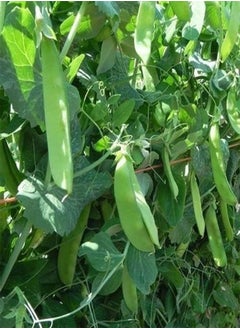 Vegetable- Pea Mangetout Snow Pea Oregon Sugar Pod -80 Premium Quality Seeds 1st