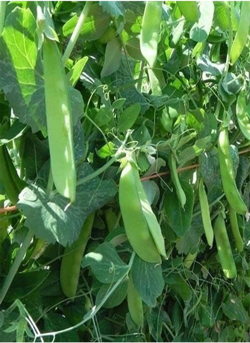 GGOOT - Vegetable- Pea Mangetout Snow Pea Oregon Sugar Pod -80 Premium Quality Seeds 1st - Image 1