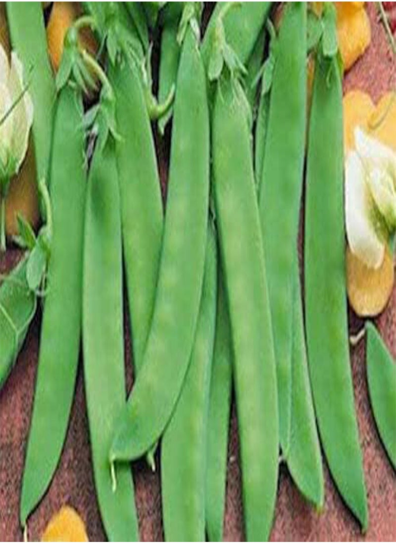GGOOT - Vegetable- Pea Mangetout Snow Pea Oregon Sugar Pod -80 Premium Quality Seeds 1st - Image 1