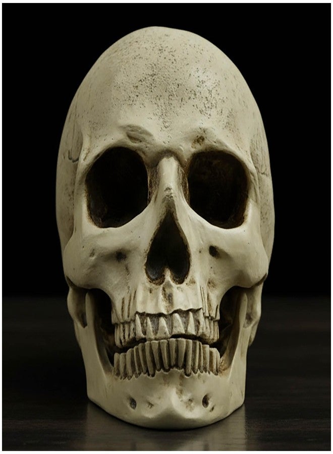 PlentifulHome Resin Human Skull Statue – Realistic Skeleton Head Decor for Halloween, Gothic Home Accents, Macabre Ornaments & Spooky Displays – 7.09” Horror Skull Decoration - Image 1