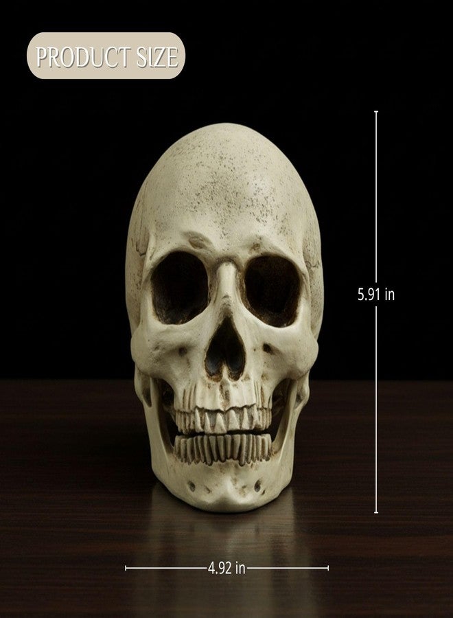 PlentifulHome Resin Human Skull Statue – Realistic Skeleton Head Decor for Halloween, Gothic Home Accents, Macabre Ornaments & Spooky Displays – 7.09” Horror Skull Decoration - Image 5