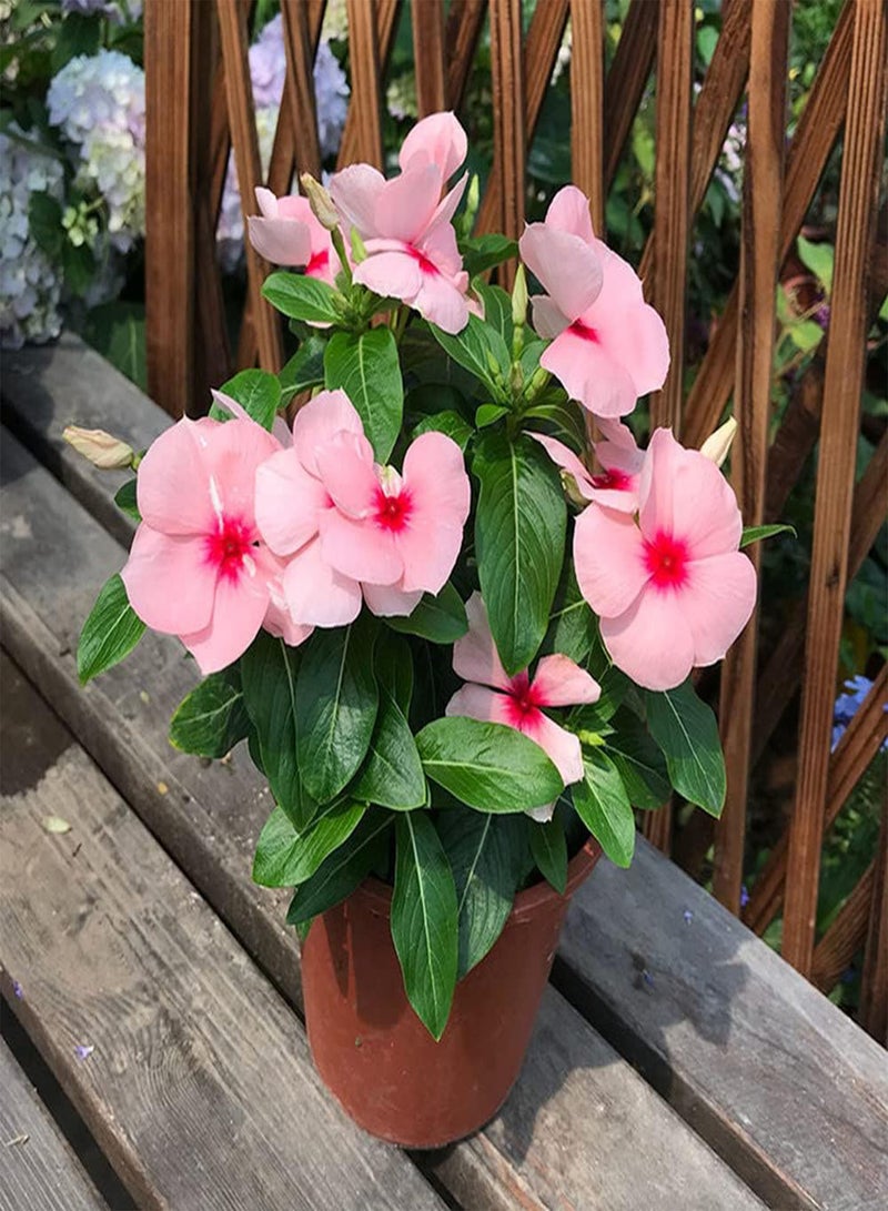 GGOOT 200Pcs Periwinkle Seeds for Indoor and Outdoor Balcony Planting Pink Catharanthus Flowers Add Interest to The Garden Has Ornamental Value - Image 1