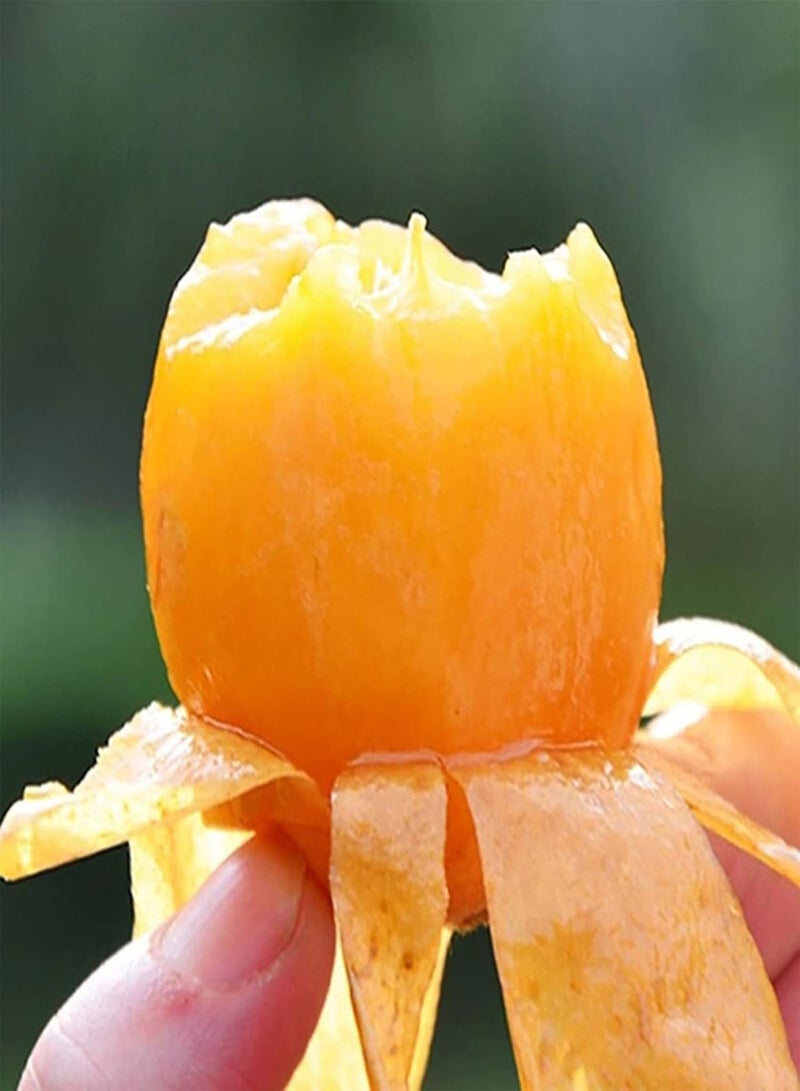 GGOOT 20Pcs Premium Fruit Seeds, Loquat Seeds Nutritious Medicinal Protein Natural Loquat Tree Seeds for Garden Yellow - Image 4