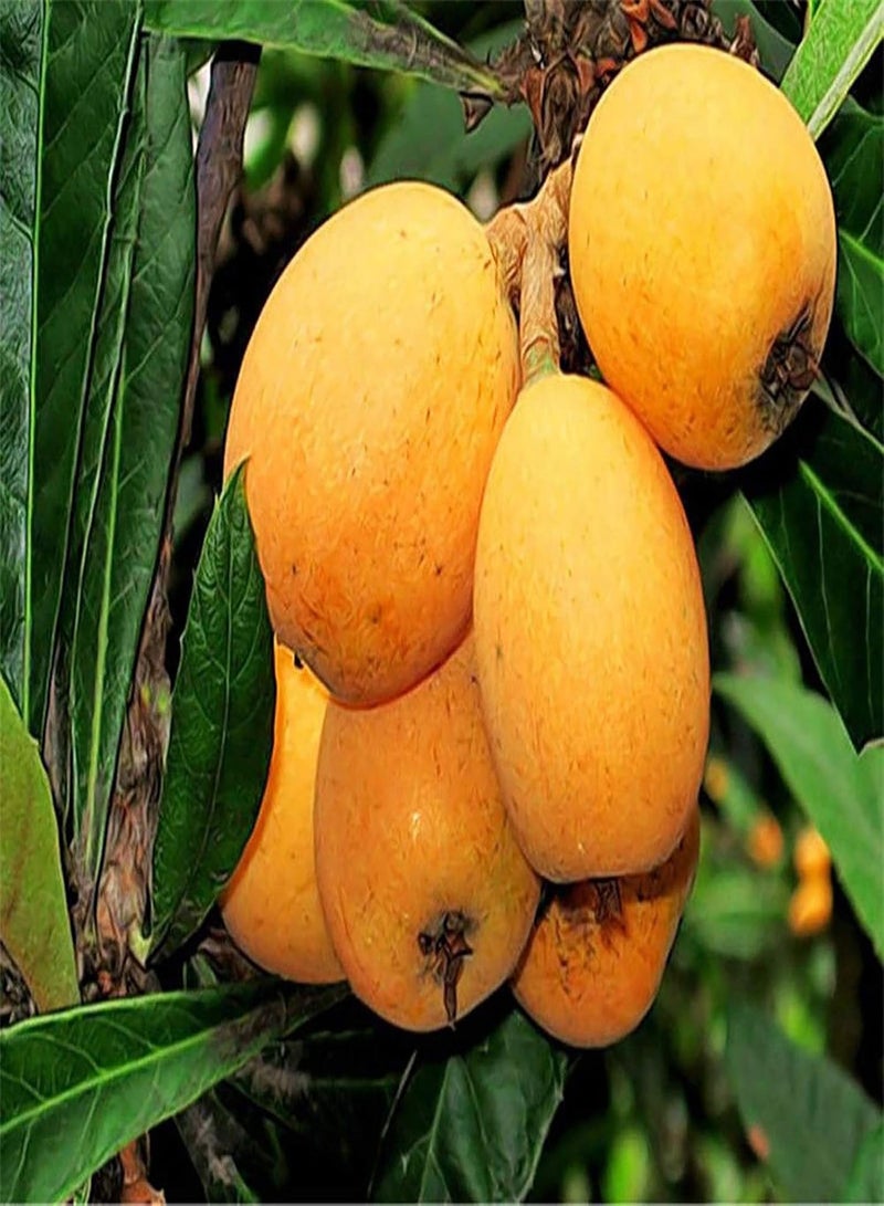 GGOOT 20Pcs Premium Fruit Seeds, Loquat Seeds Nutritious Medicinal Protein Natural Loquat Tree Seeds for Garden Yellow - Image 3