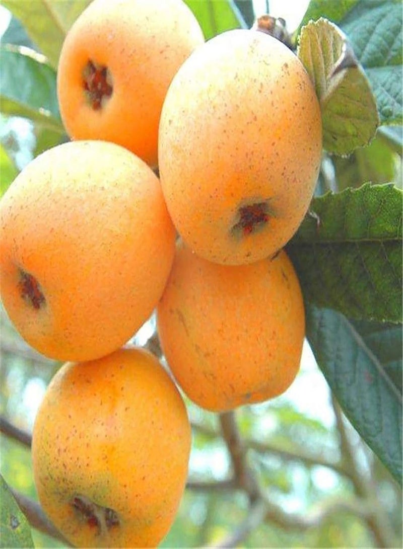 GGOOT 20Pcs Premium Fruit Seeds, Loquat Seeds Nutritious Medicinal Protein Natural Loquat Tree Seeds for Garden Yellow - Image 1