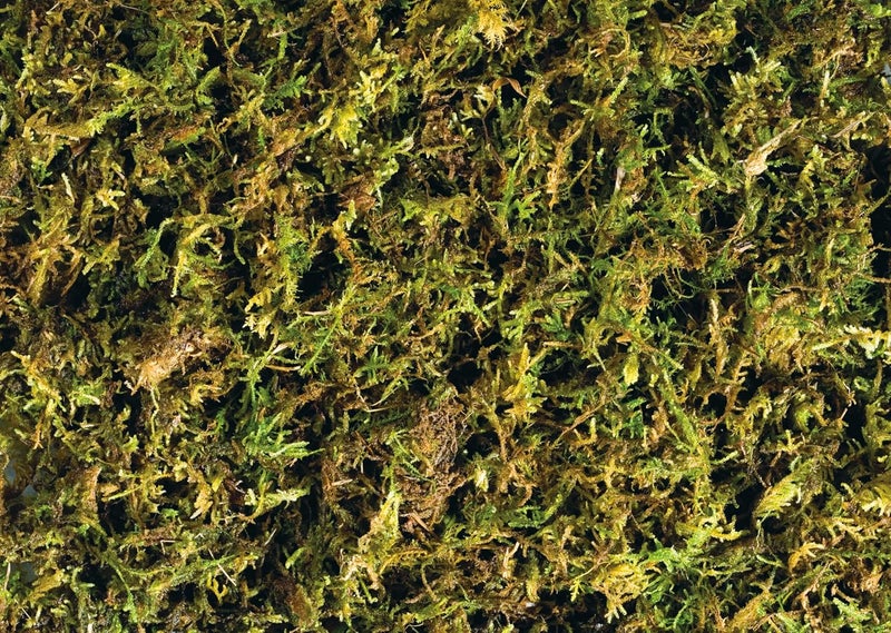 Exo Terra Forest Plume Moss Tropical Terrarium Substrate, 7 Quarts, 2-Pack - Image 2