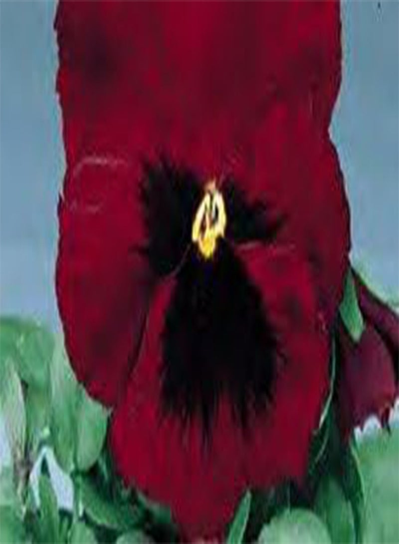 GGOOT Pansy Delta Red-Blotch 100 Seeds