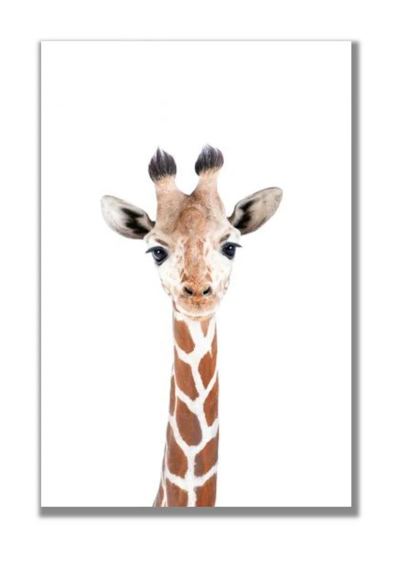 Drawdeck Baby Giraffe