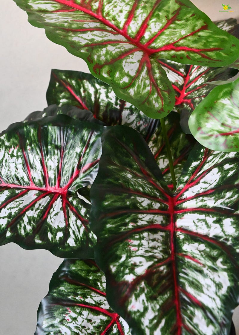 Blooming Floret Artificial Tropical Caladium Plant | 12 Leaves | with Basic Black Pot | 65 cm Short Ornamental Plant for Interior Decor/Home Decor/Office Decor | Durable Indoor Plant - Image 2