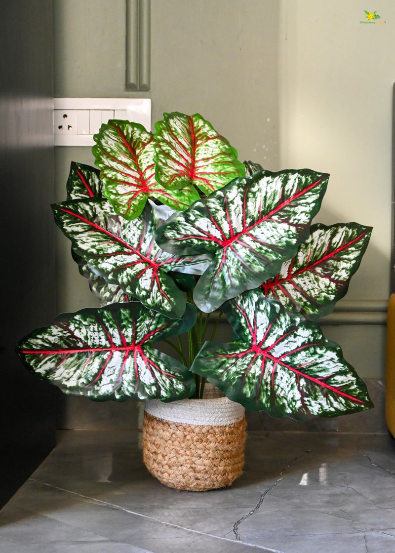 Blooming Floret Artificial Tropical Caladium Plant | 12 Leaves | with Basic Black Pot | 65 cm Short Ornamental Plant for Interior Decor/Home Decor/Office Decor | Durable Indoor Plant - Image 4