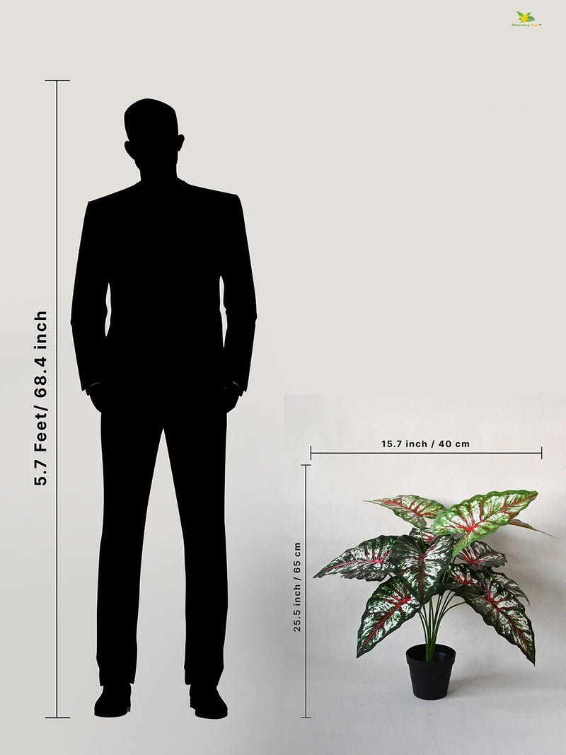 Blooming Floret Artificial Tropical Caladium Plant | 12 Leaves | with Basic Black Pot | 65 cm Short Ornamental Plant for Interior Decor/Home Decor/Office Decor | Durable Indoor Plant - Image 3