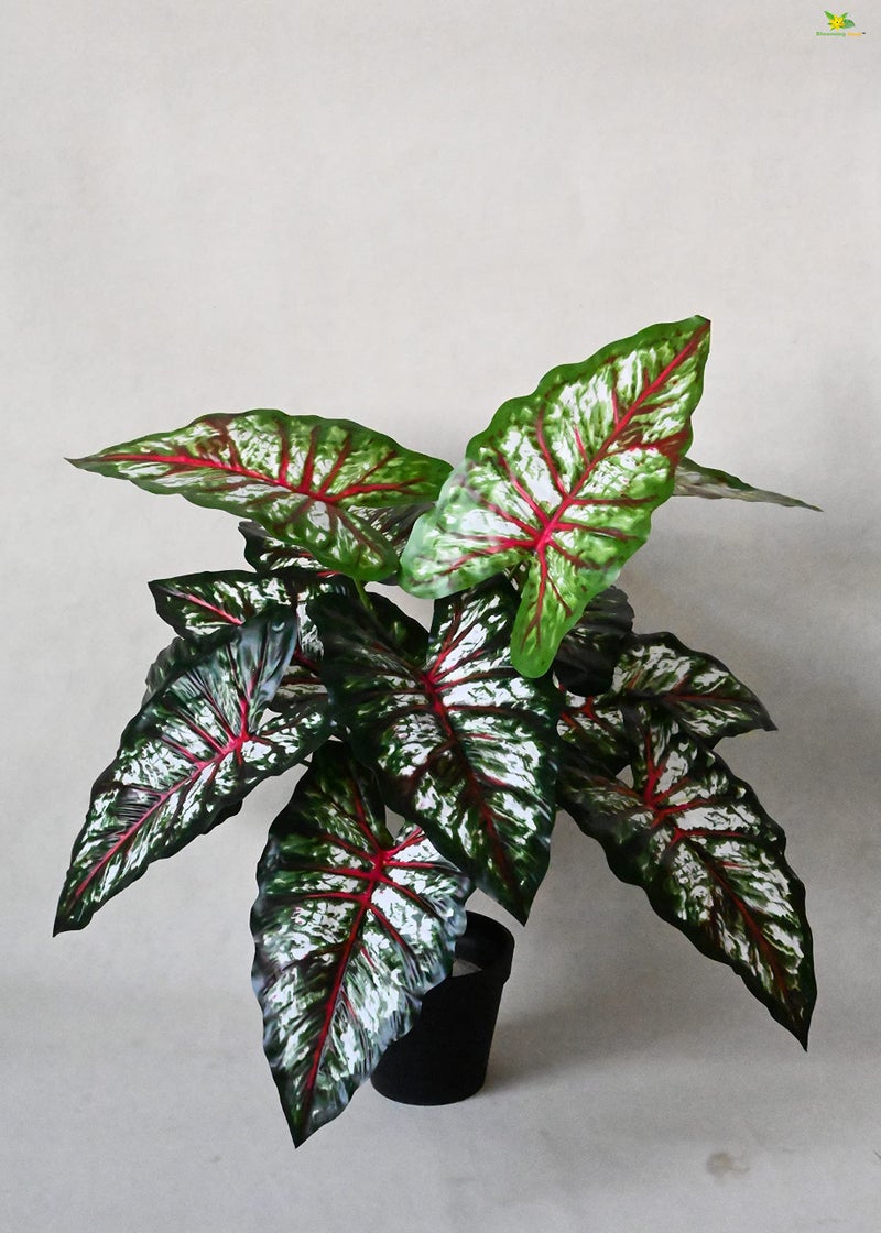 Blooming Floret Artificial Tropical Caladium Plant | 12 Leaves | with Basic Black Pot | 65 cm Short Ornamental Plant for Interior Decor/Home Decor/Office Decor | Durable Indoor Plant - Image 5