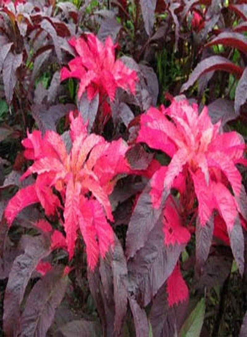 GGOOT Amaranthus - Early Splendor- 100 Seeds - Image 1