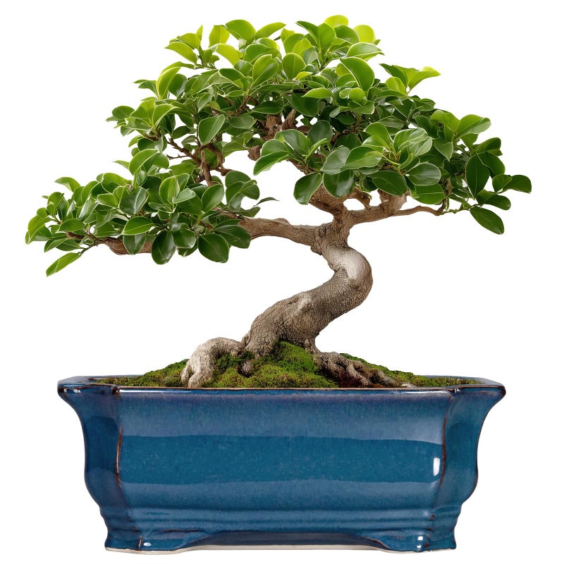Teagas Bonsai Pots 11.6 Inch - Ceramic Succulent Pots with Drainage Hole, Rectangular Planter for Indoor Outdoor, Decorative Ceramic Flower Pot, Home Garden Room Decor, Plant Lover Gifts, Retro Blue - Image 1