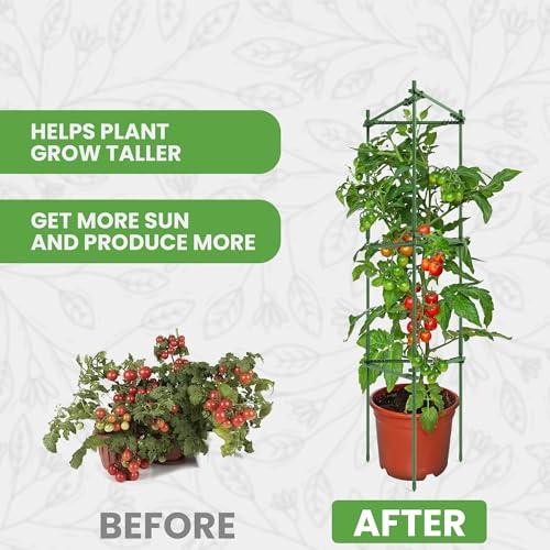 K-Brands Tomato Cage - Tomatoes Plant Stakes Support Cages Trellis for Garden and Pots (3 Pack - Extra Tall Upto 68 inches) - Image 5