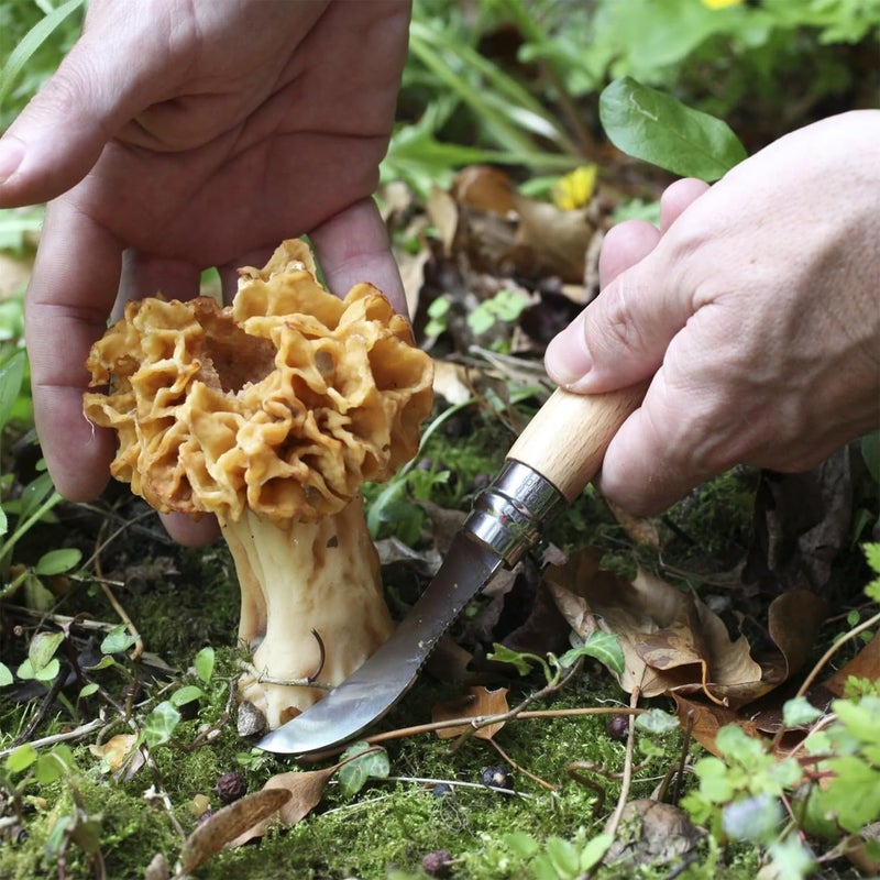 Opinel No. 08 Mushroom Knife – Pick + Clean Mushrooms, Beechwood Handle, Integrated Brush, Curved Sandvik Steel Blade, Made in France - Image 3
