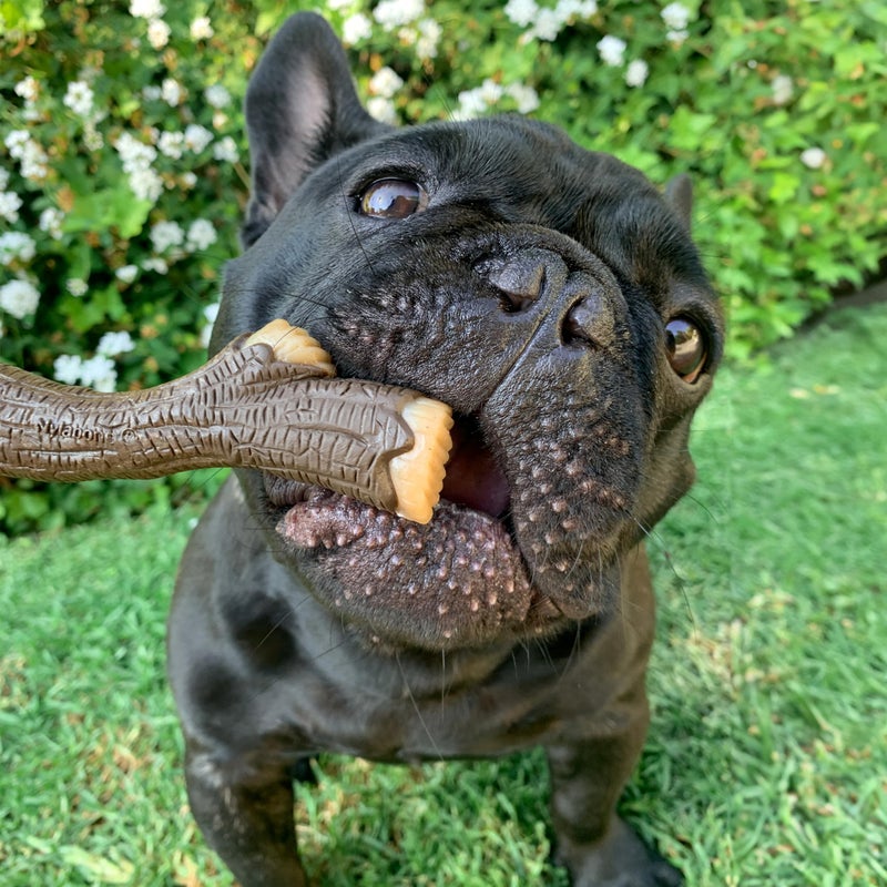 Nylabone Real Wood Stick Toy Strong Chew Toy for Dogs, Rubber Dog Toys for Moderate & Aggressive Chewers, Bacon Flavor, Medium - Up to 35 lbs, 1 Count - Image 2