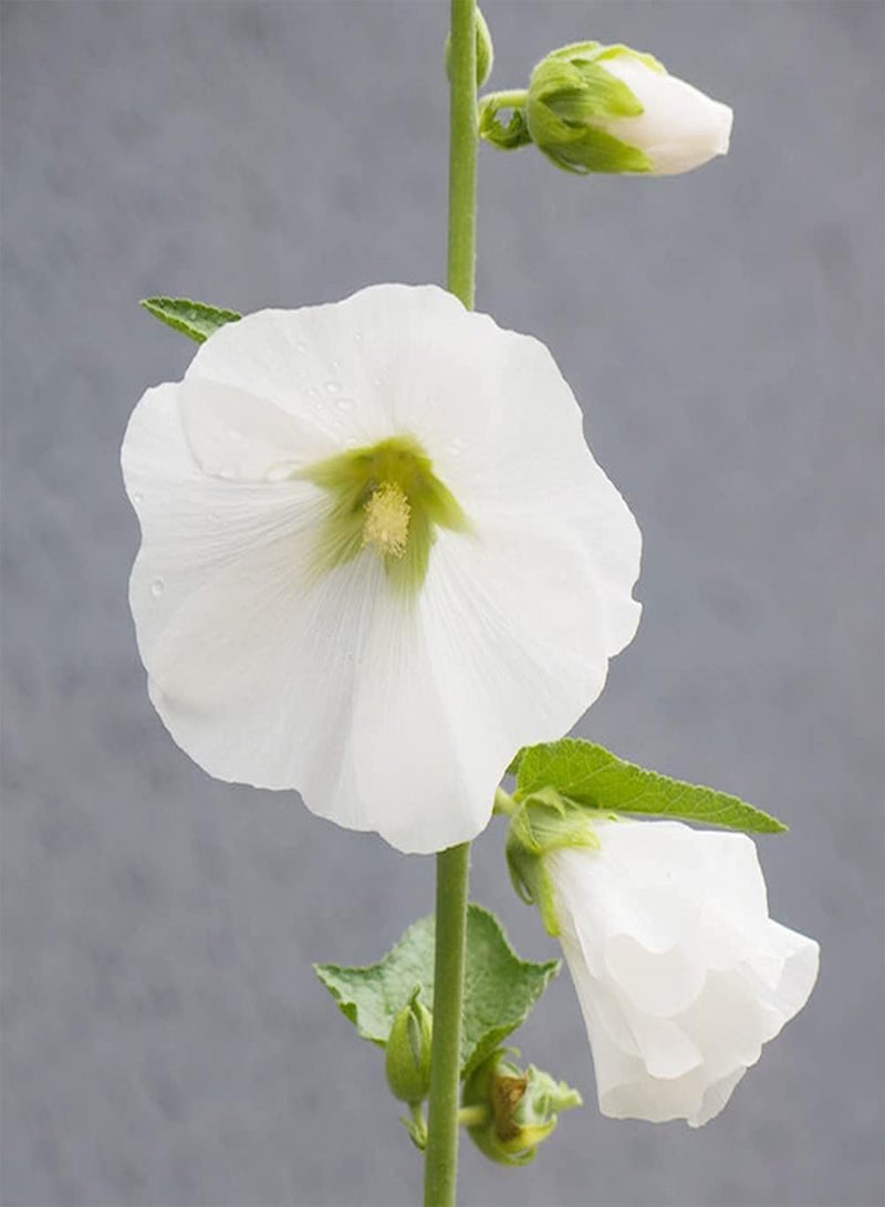 GGOOT 200pcs White Generous Charming Hollyhock Seeds Outdoor Garden Planting Suitable Experiencing Fun of Planting with Family Friends - Image 3