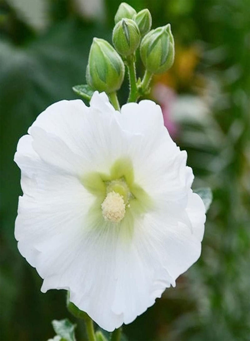 GGOOT 200pcs White Generous Charming Hollyhock Seeds Outdoor Garden Planting Suitable Experiencing Fun of Planting with Family Friends - Image 2